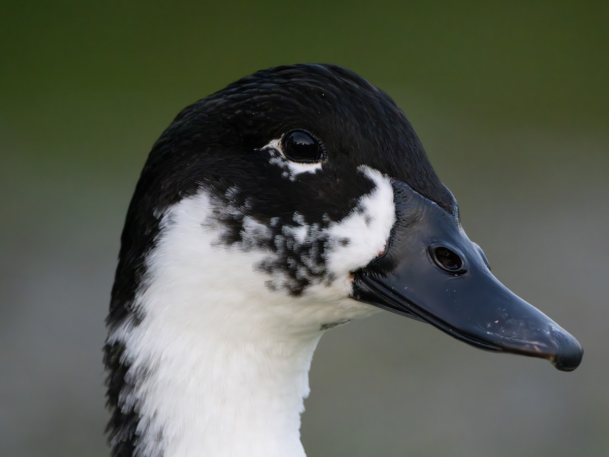 雑種 ノバリケン ｘ マガモ - ML643550187