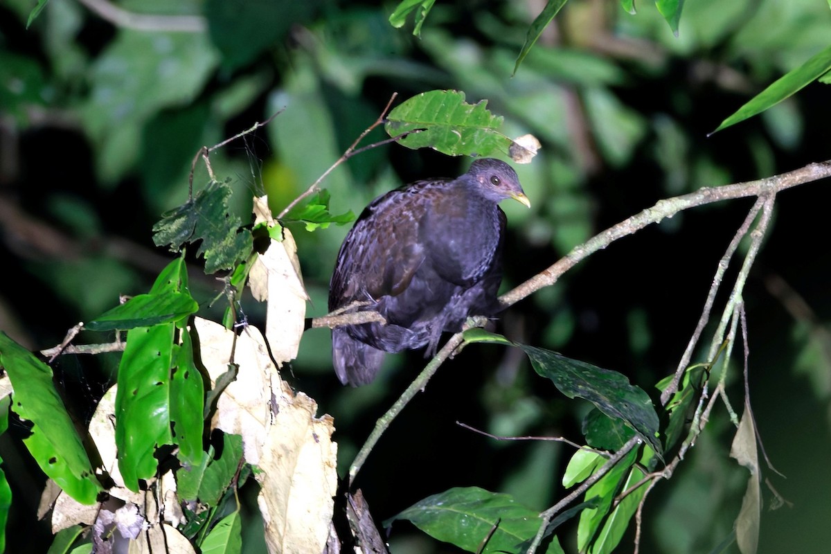Philippine Megapode - ML643550188