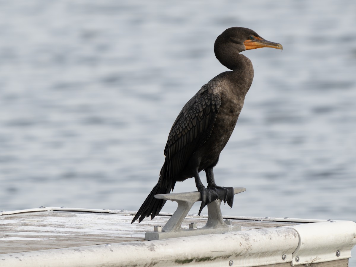 Double-crested Cormorant - ML643550208