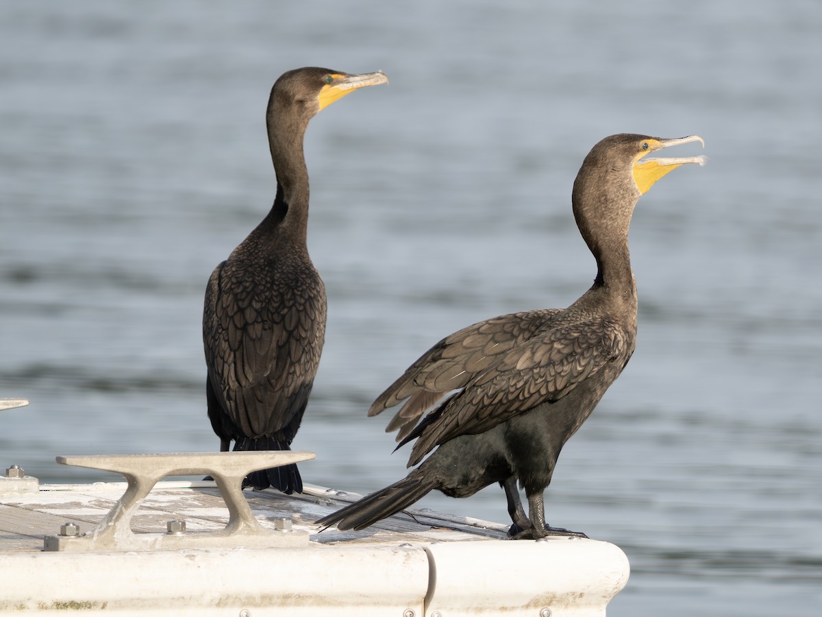 Double-crested Cormorant - ML643550210