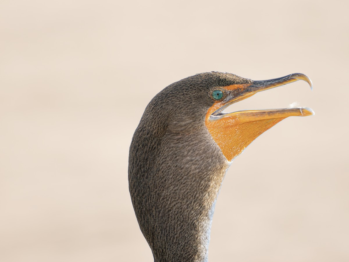 Double-crested Cormorant - ML643550211