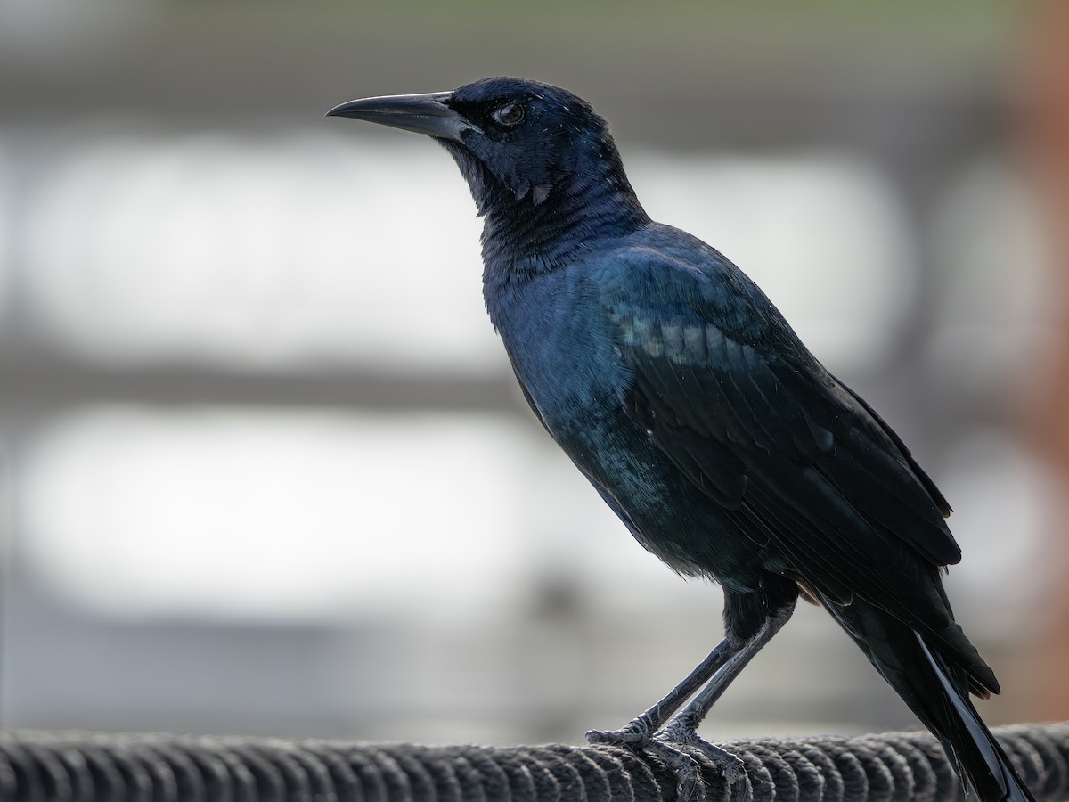 Boat-tailed Grackle - ML643550213