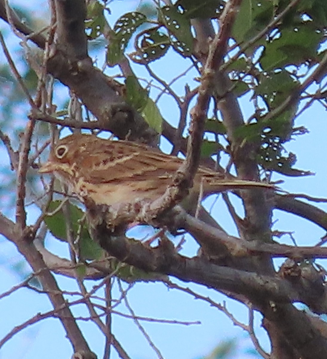 Vesper Sparrow - ML643550221