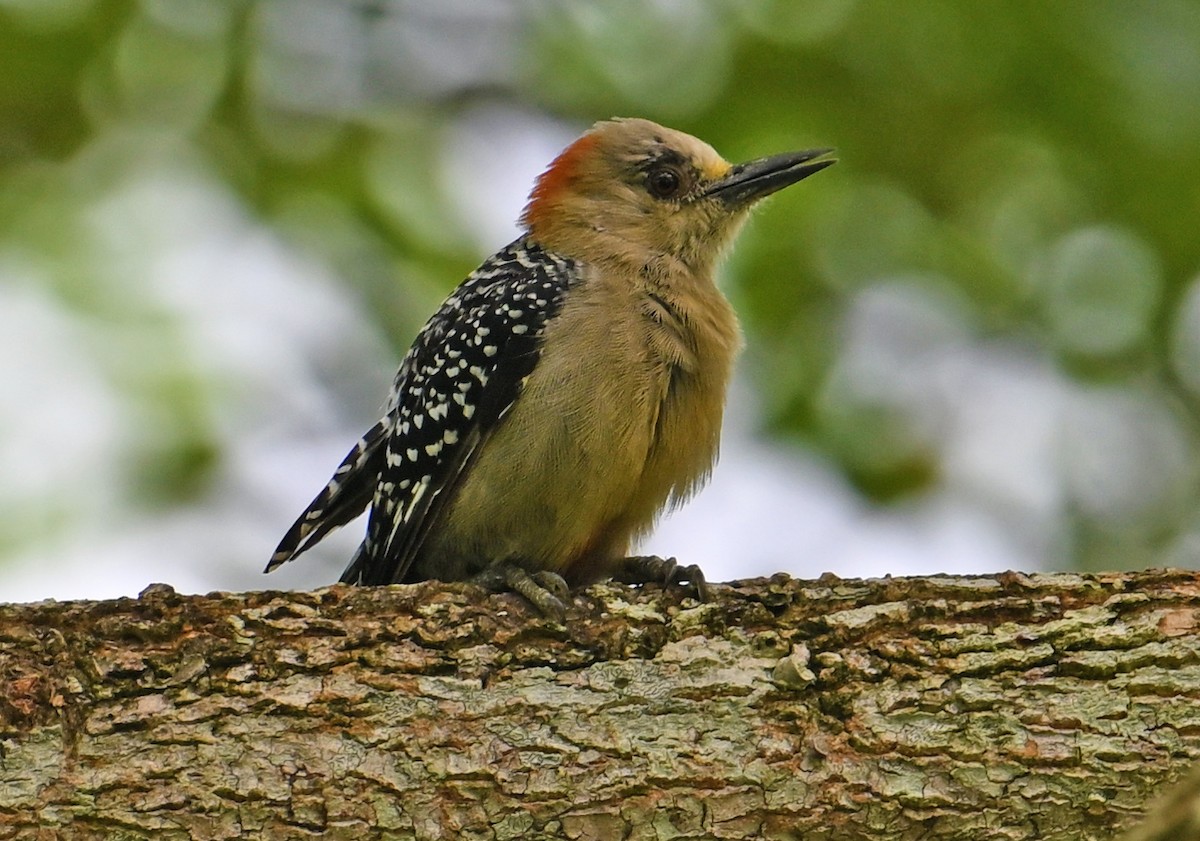 Red-crowned Woodpecker - ML643550228