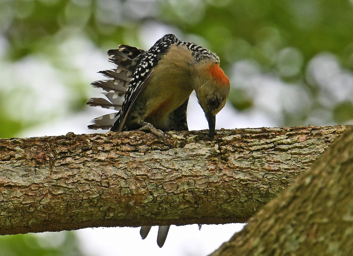 Red-crowned Woodpecker - ML643550229