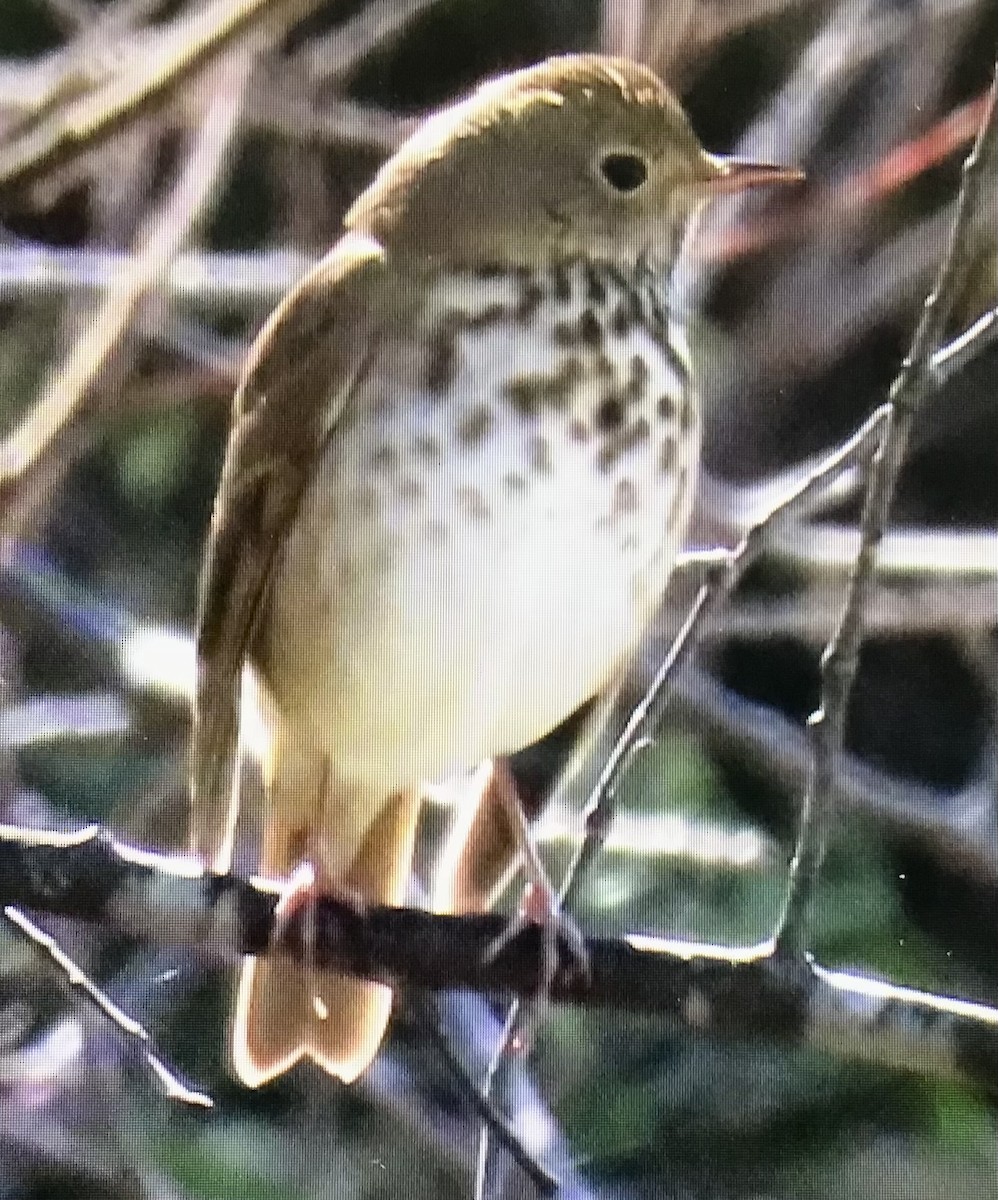 Hermit Thrush - ML643550237