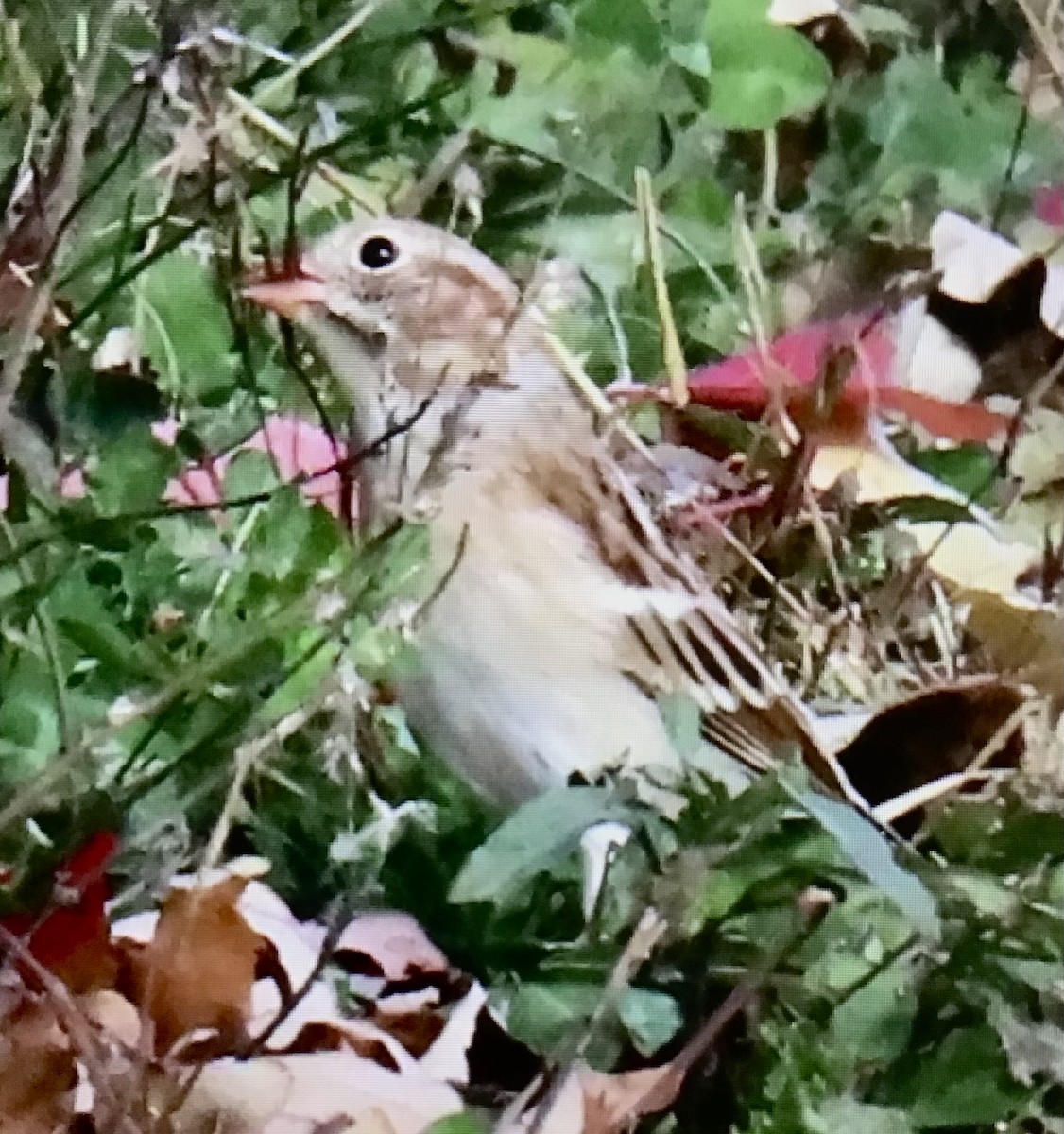 Field Sparrow - ML643550239