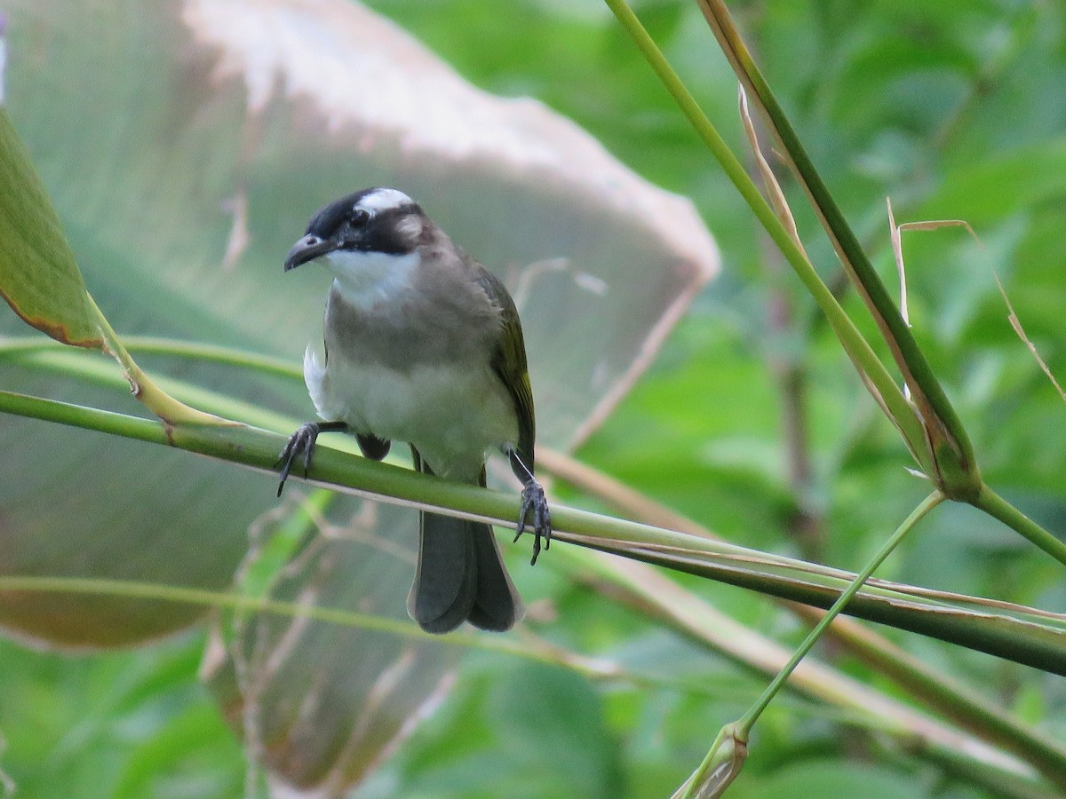 Light-vented Bulbul - ML643550249