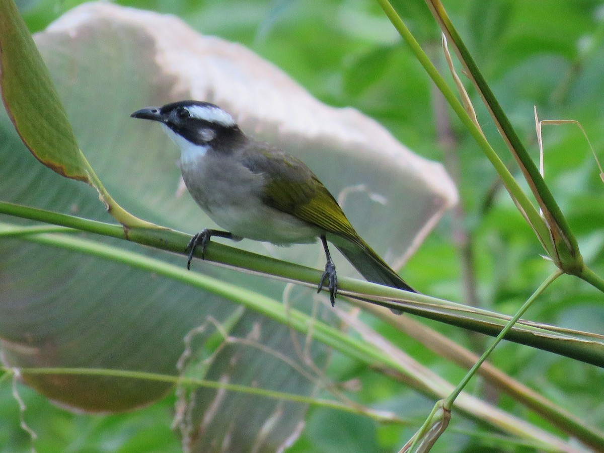 Light-vented Bulbul - ML643550250