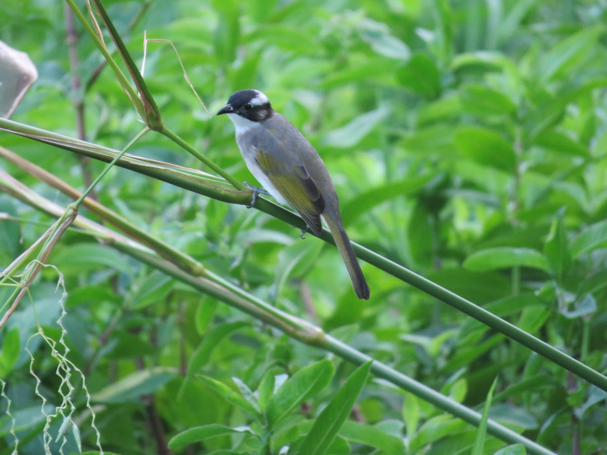 Light-vented Bulbul - ML643550252