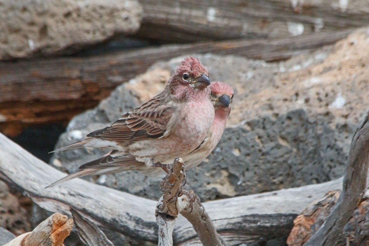 Cassin's Finch - ML643550254
