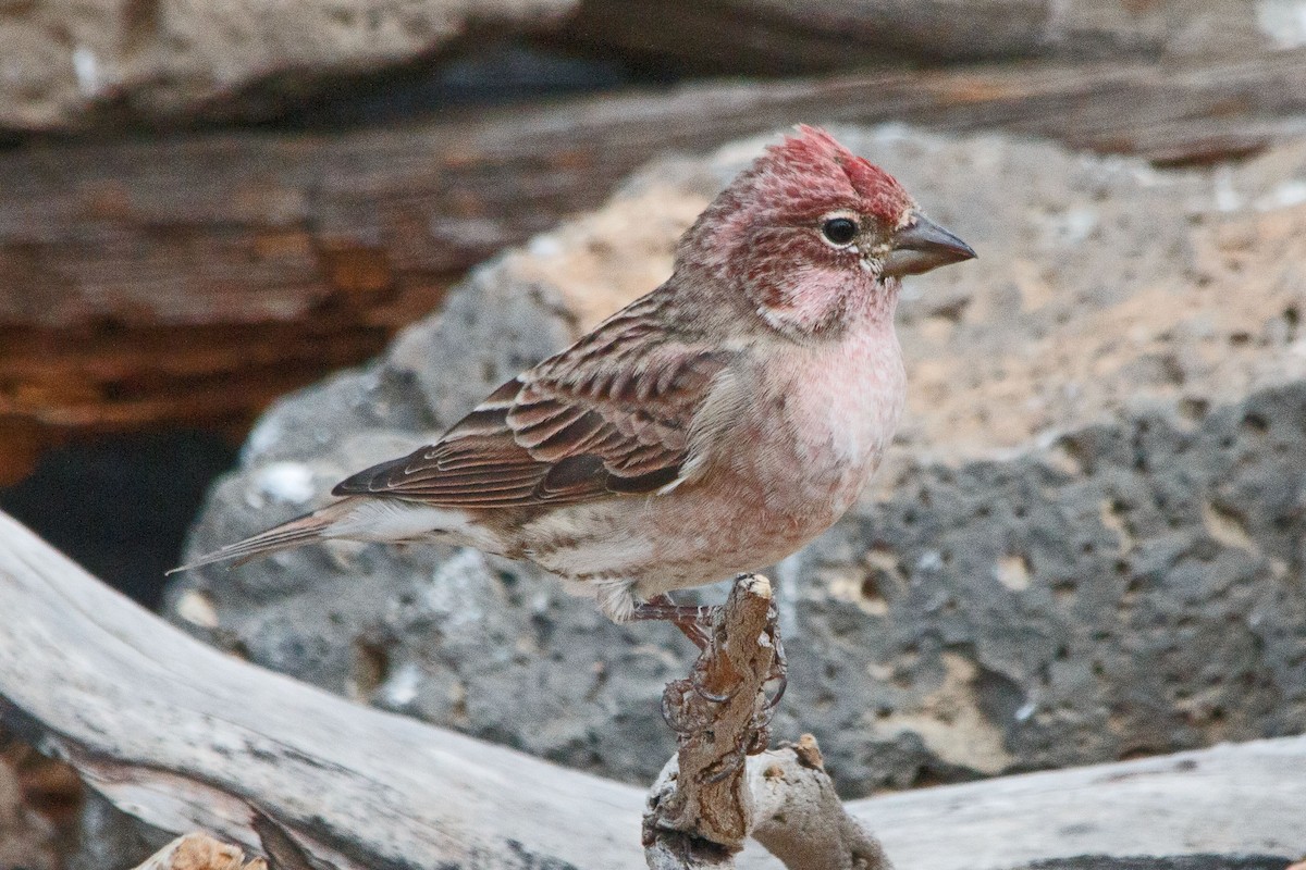 Cassin's Finch - ML643550255