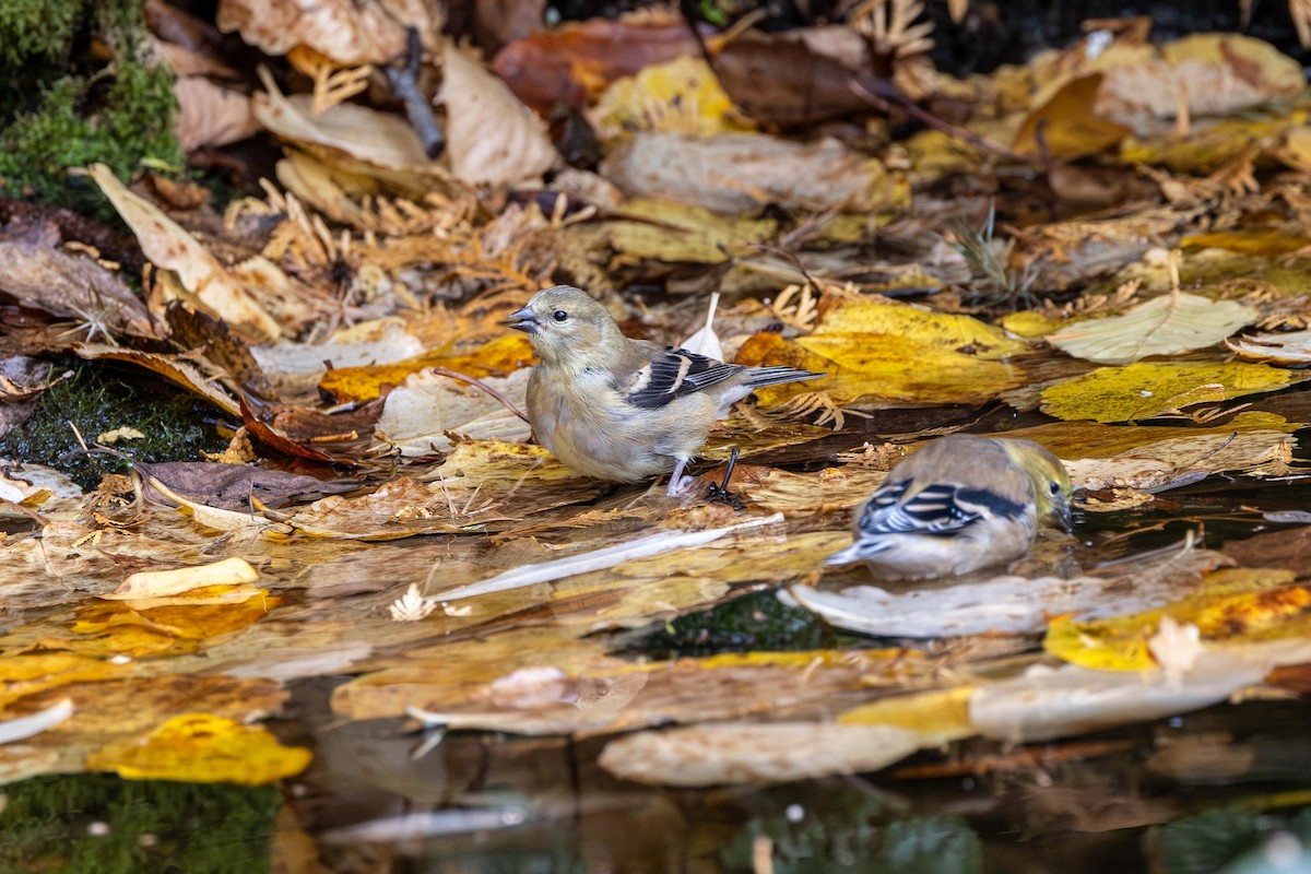 American Goldfinch - ML643550275