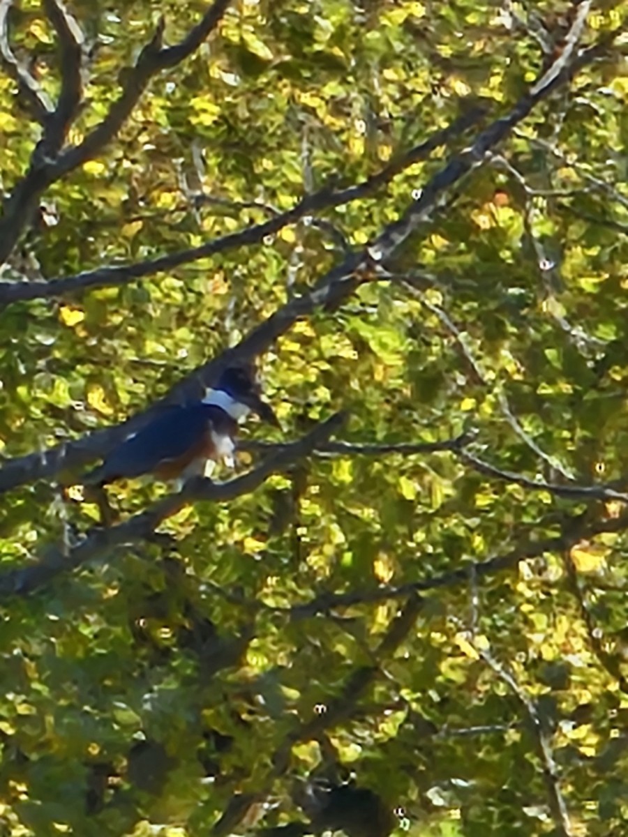 Belted Kingfisher - ML643550280
