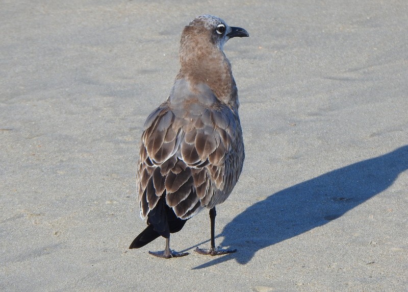 Antxeta mokogorri amerikarra - ML643550289
