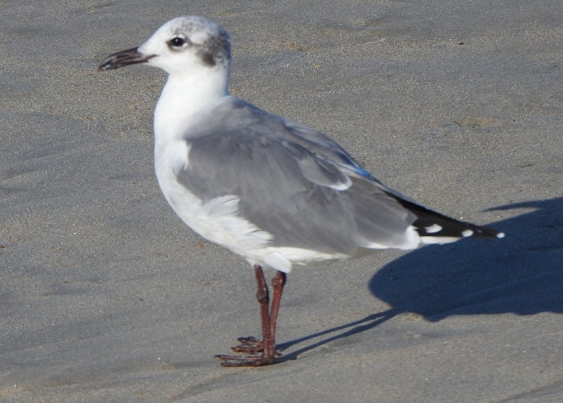 Antxeta mokogorri amerikarra - ML643550290