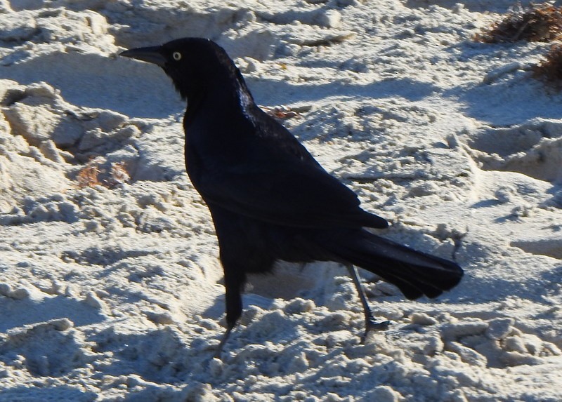 Boat-tailed Grackle - ML643550297