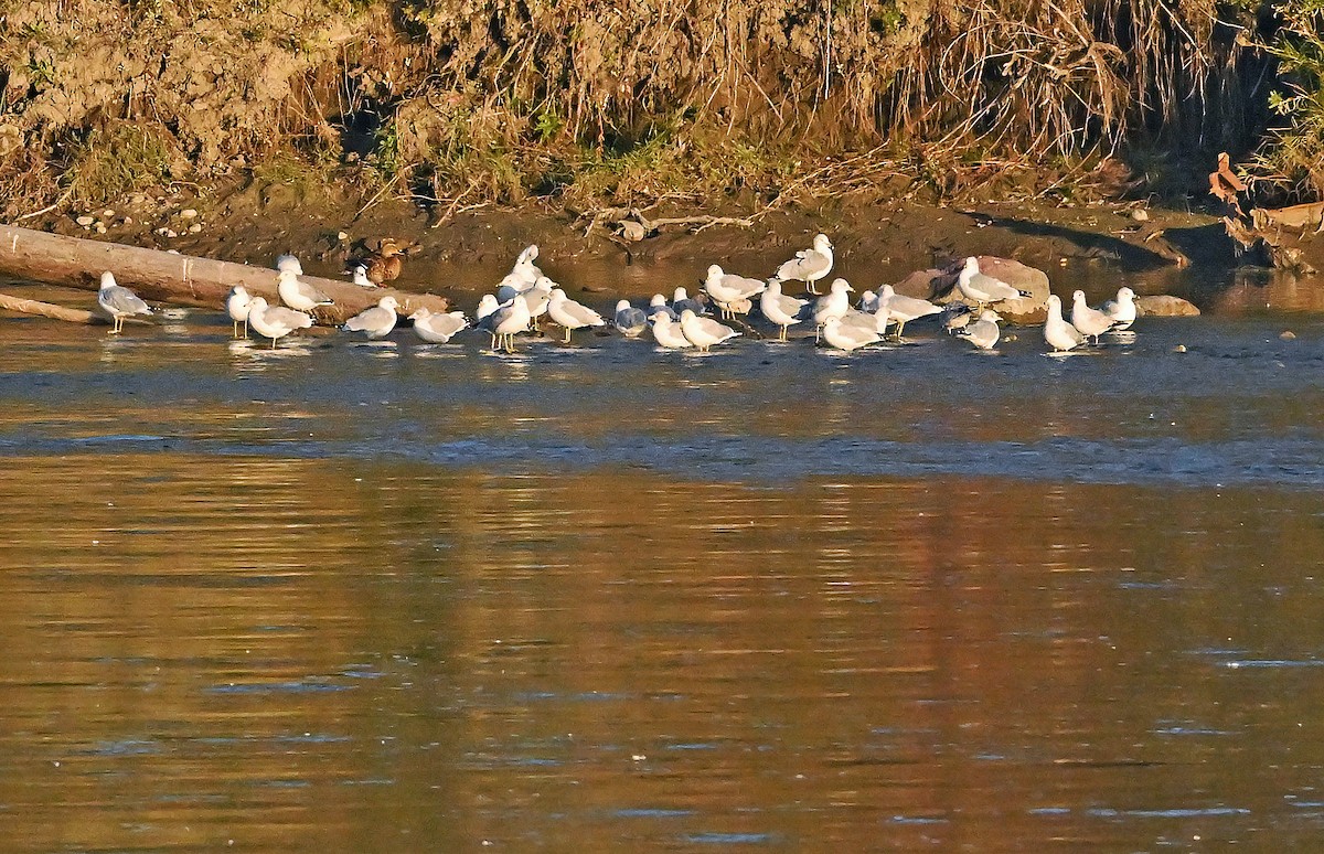 Ring-billed Gull - ML643550352