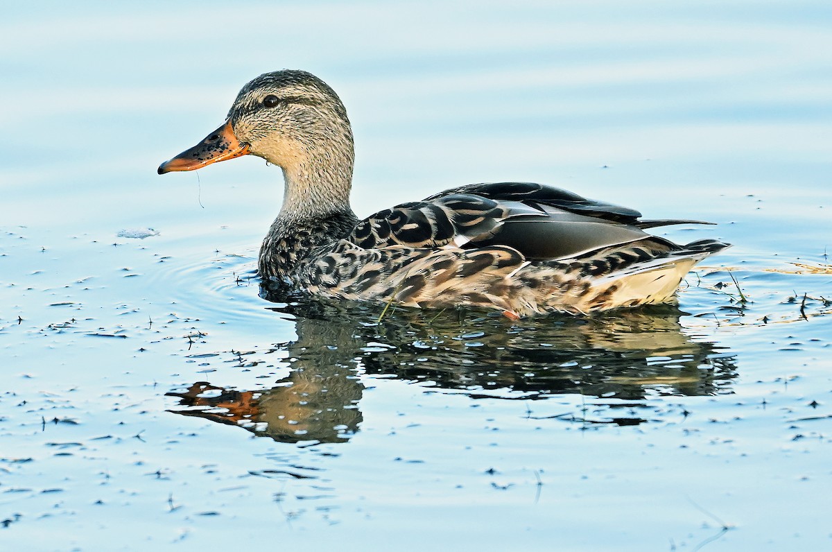 Mallard - ML643550355