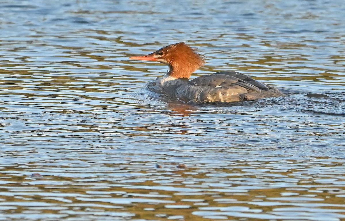 Common Merganser - ML643550356
