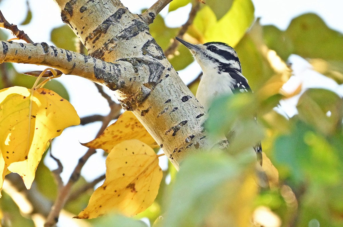 Hairy Woodpecker - ML643550363