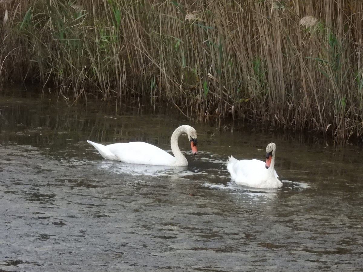 Mute Swan - ML643550364