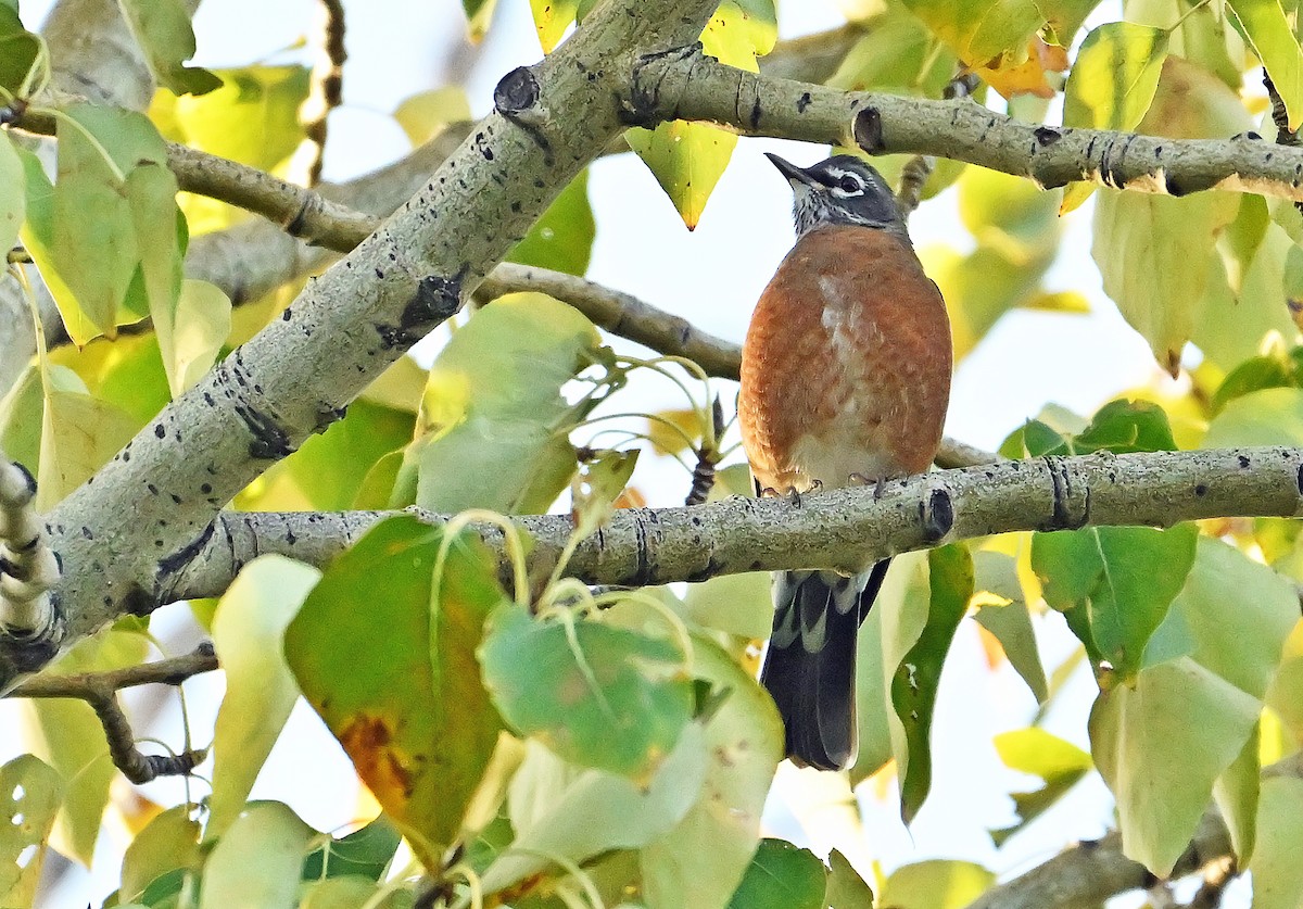 American Robin - ML643550373