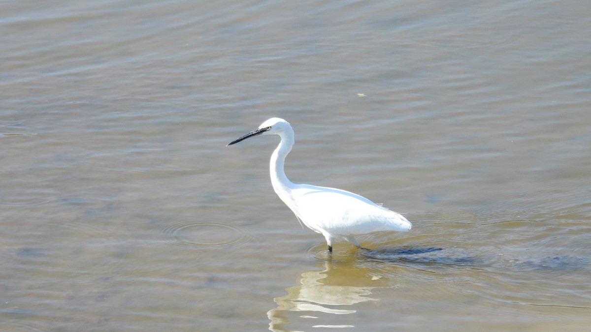 Seidenreiher - ML643550382