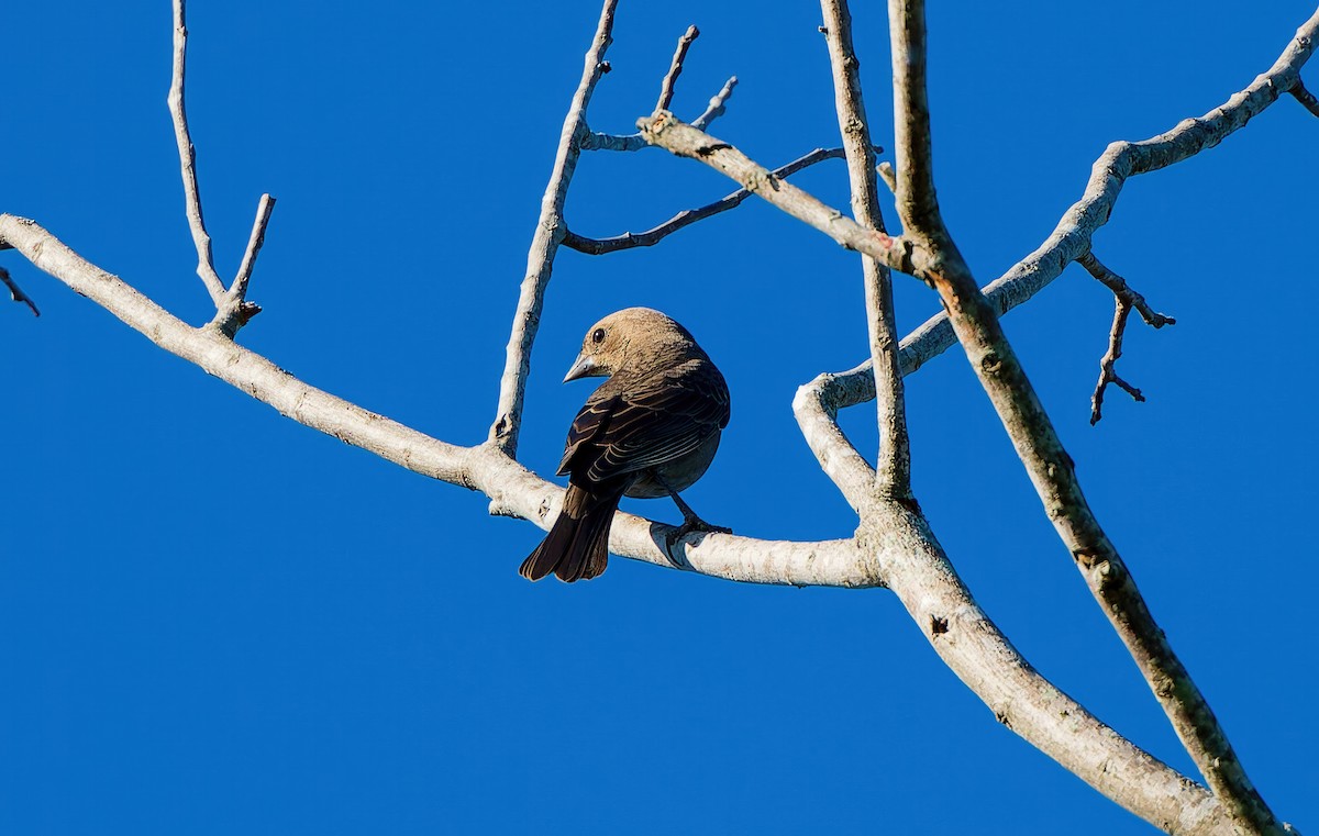 Brown-headed Cowbird - ML643550391