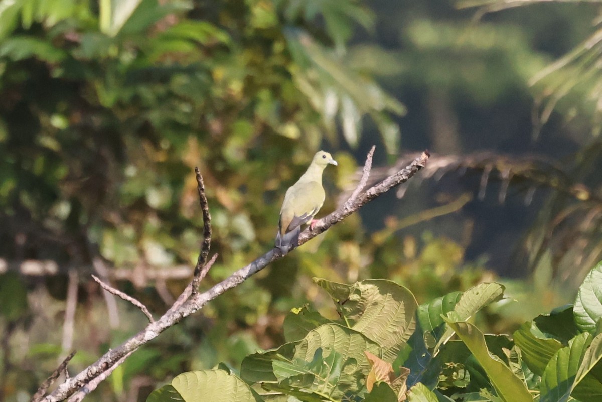Pink-necked Green-Pigeon - ML643550398