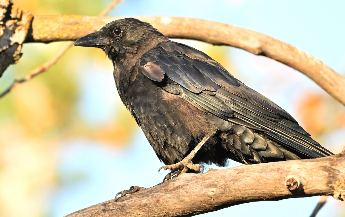 American Crow - ML643550412