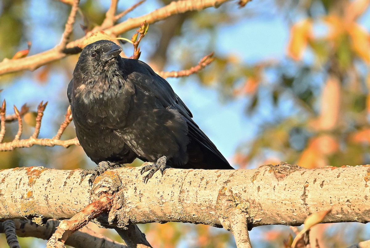 American Crow - ML643550415