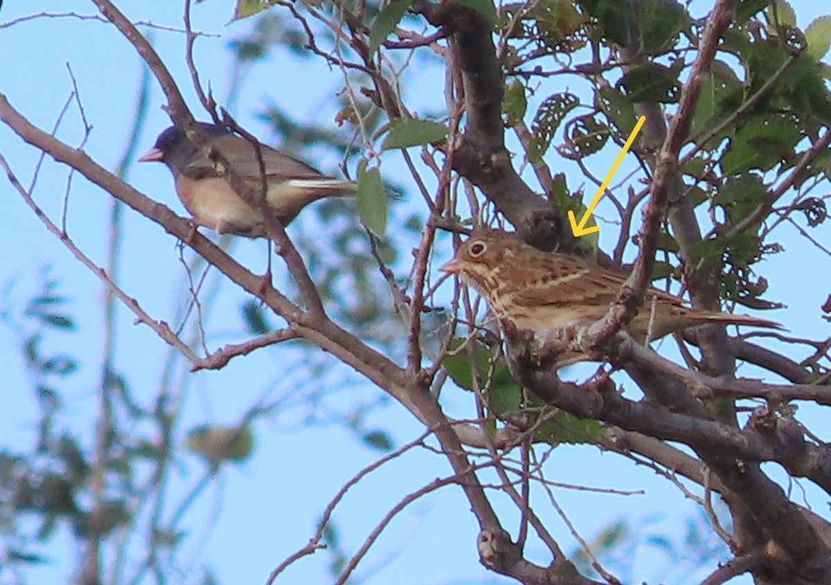 Vesper Sparrow - ML643550416