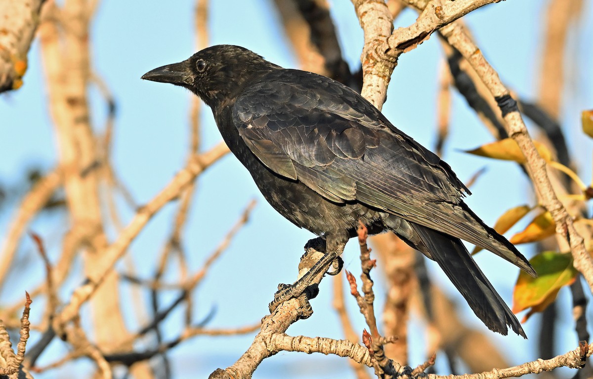 American Crow - ML643550419