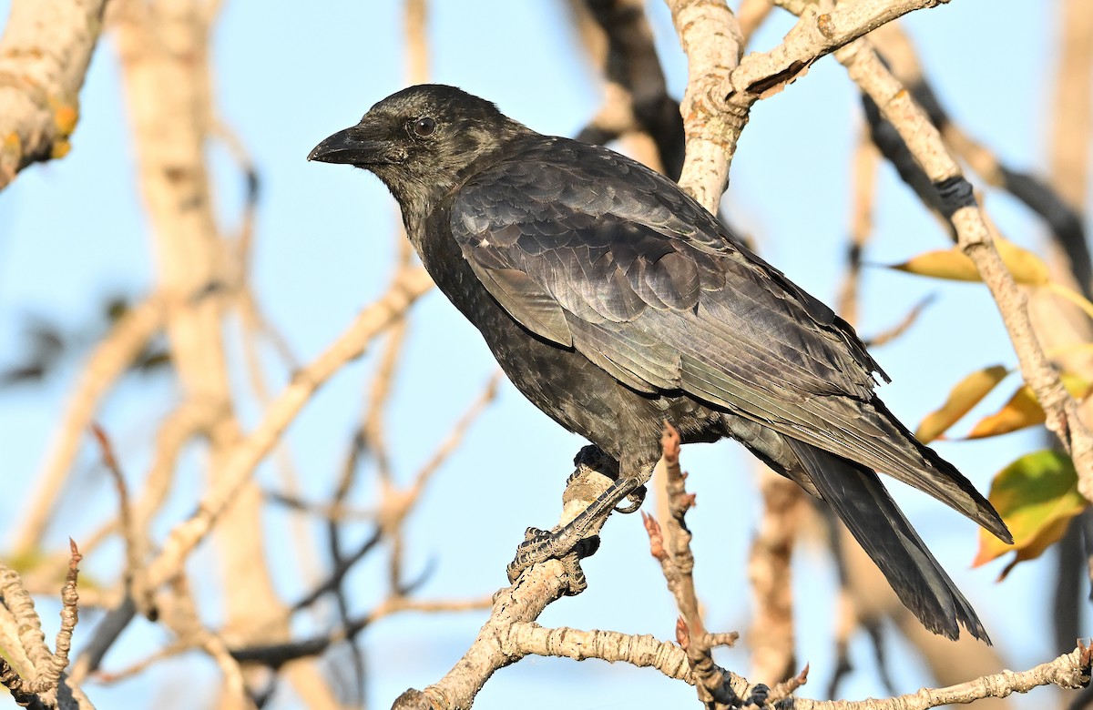American Crow - ML643550423