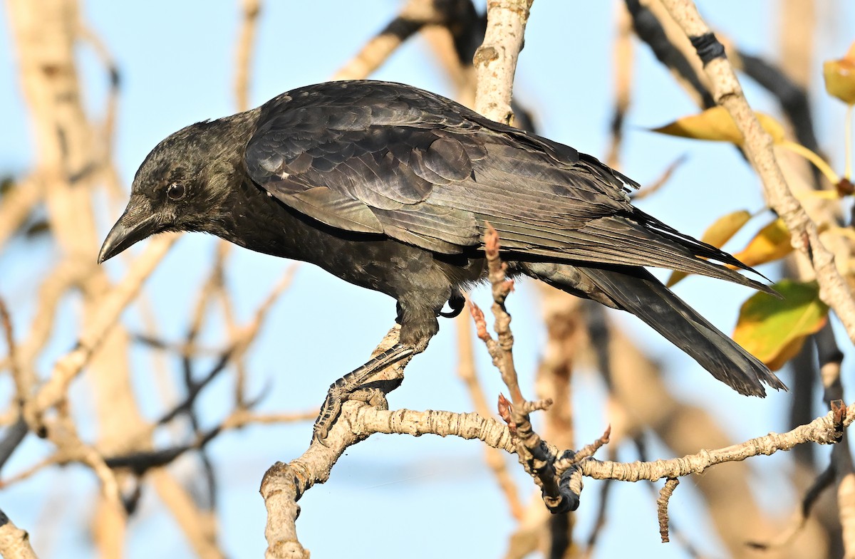 American Crow - ML643550424