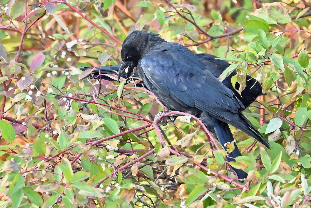 American Crow - ML643550429