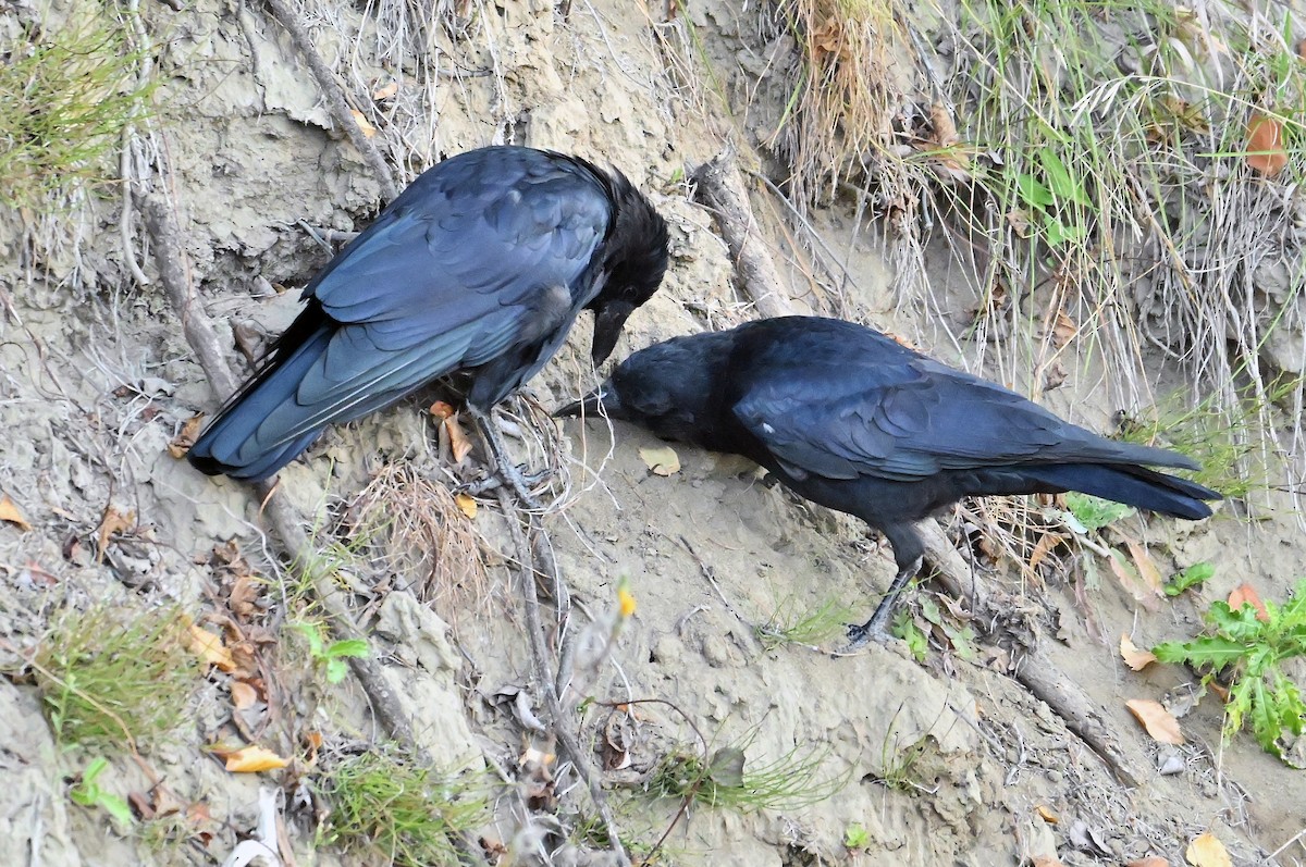 American Crow - ML643550432