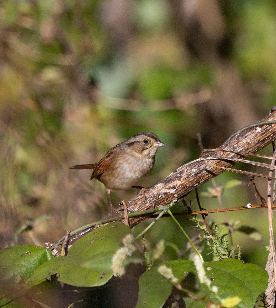 Swamp Sparrow - ML643550433
