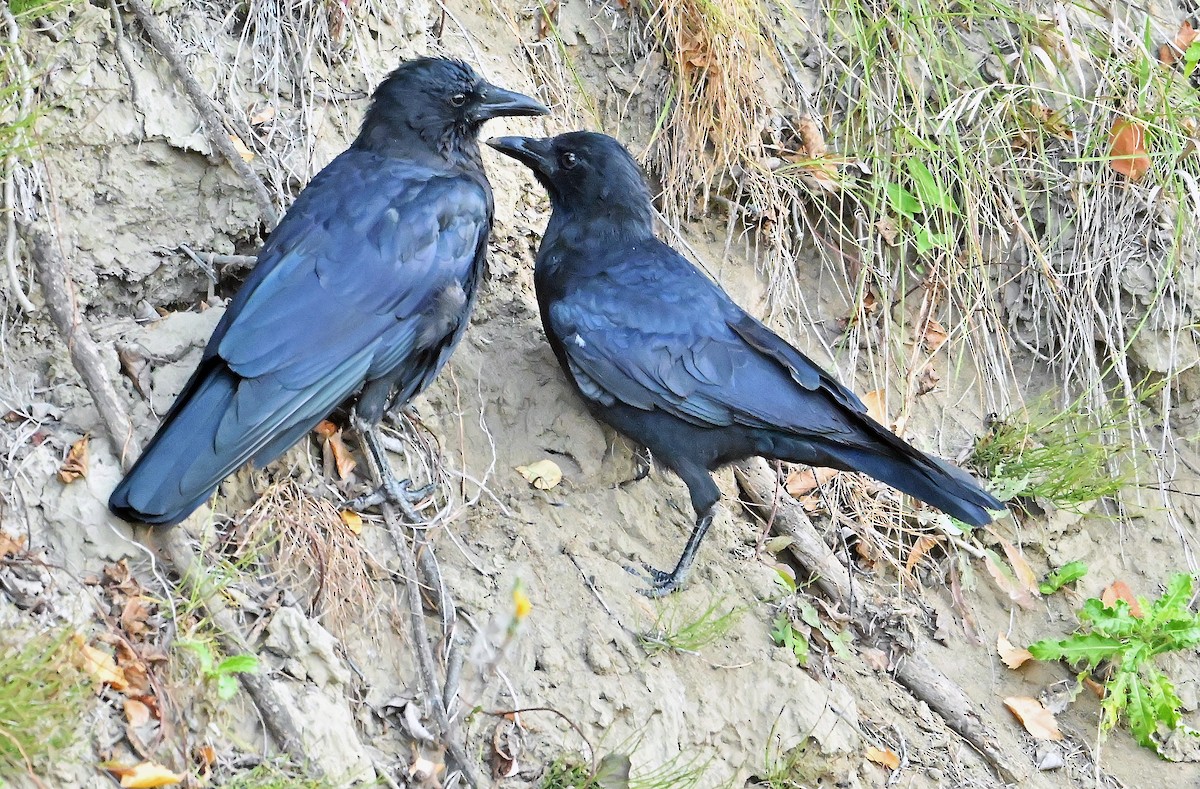 American Crow - ML643550439