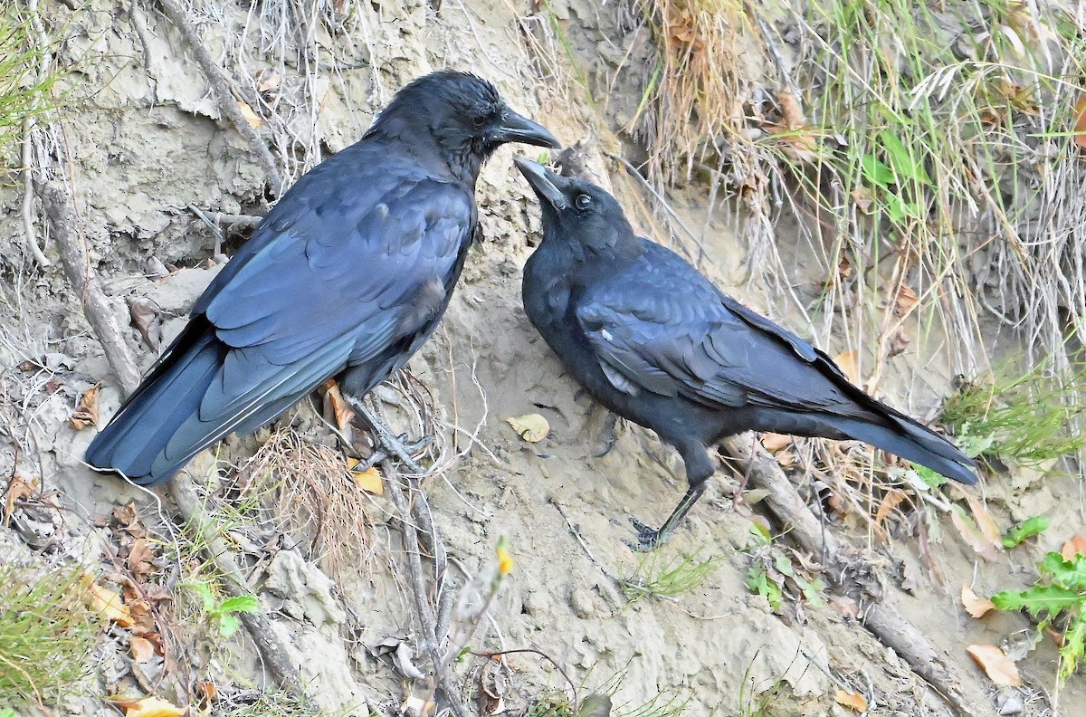 American Crow - ML643550445