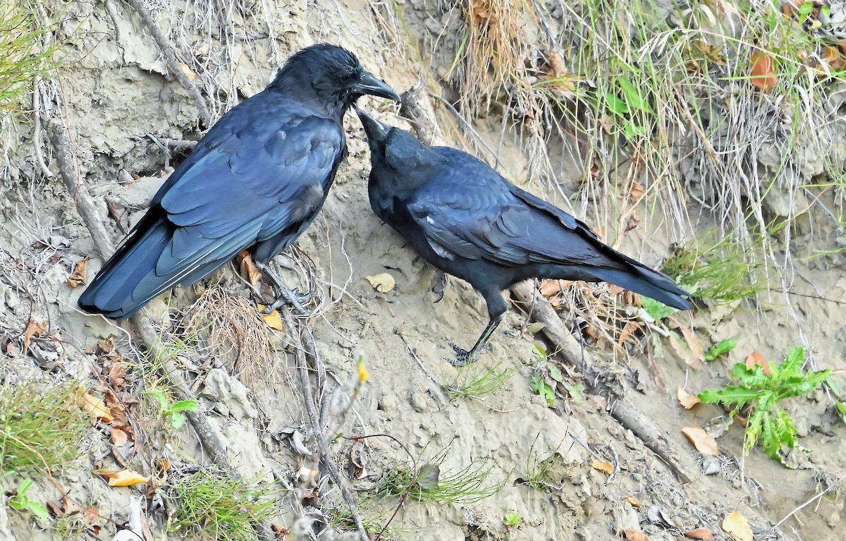 American Crow - ML643550448