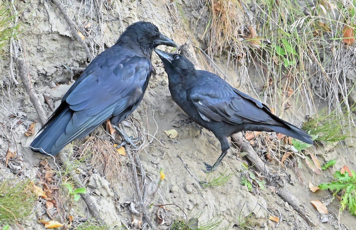 American Crow - ML643550457