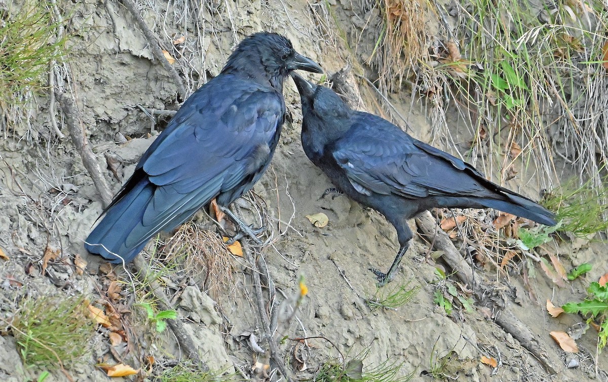 American Crow - ML643550458
