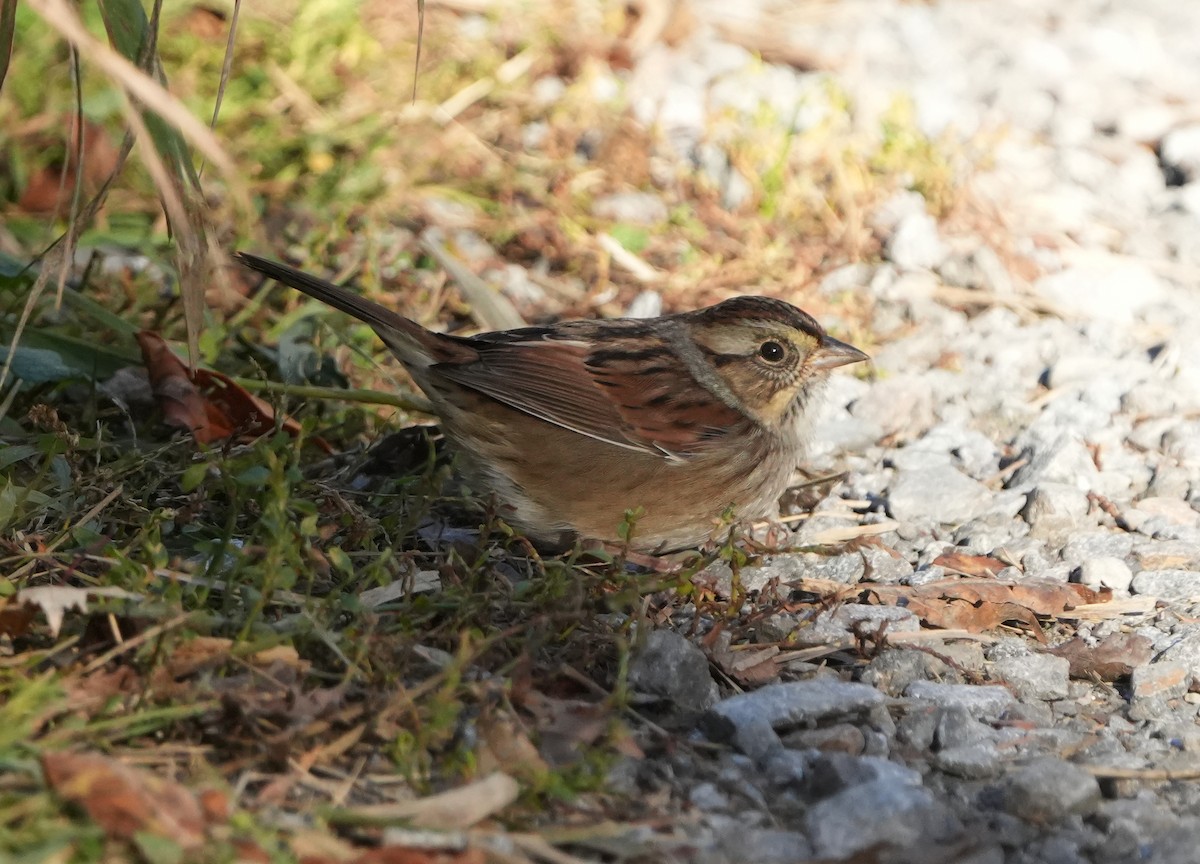 Swamp Sparrow - ML643550460