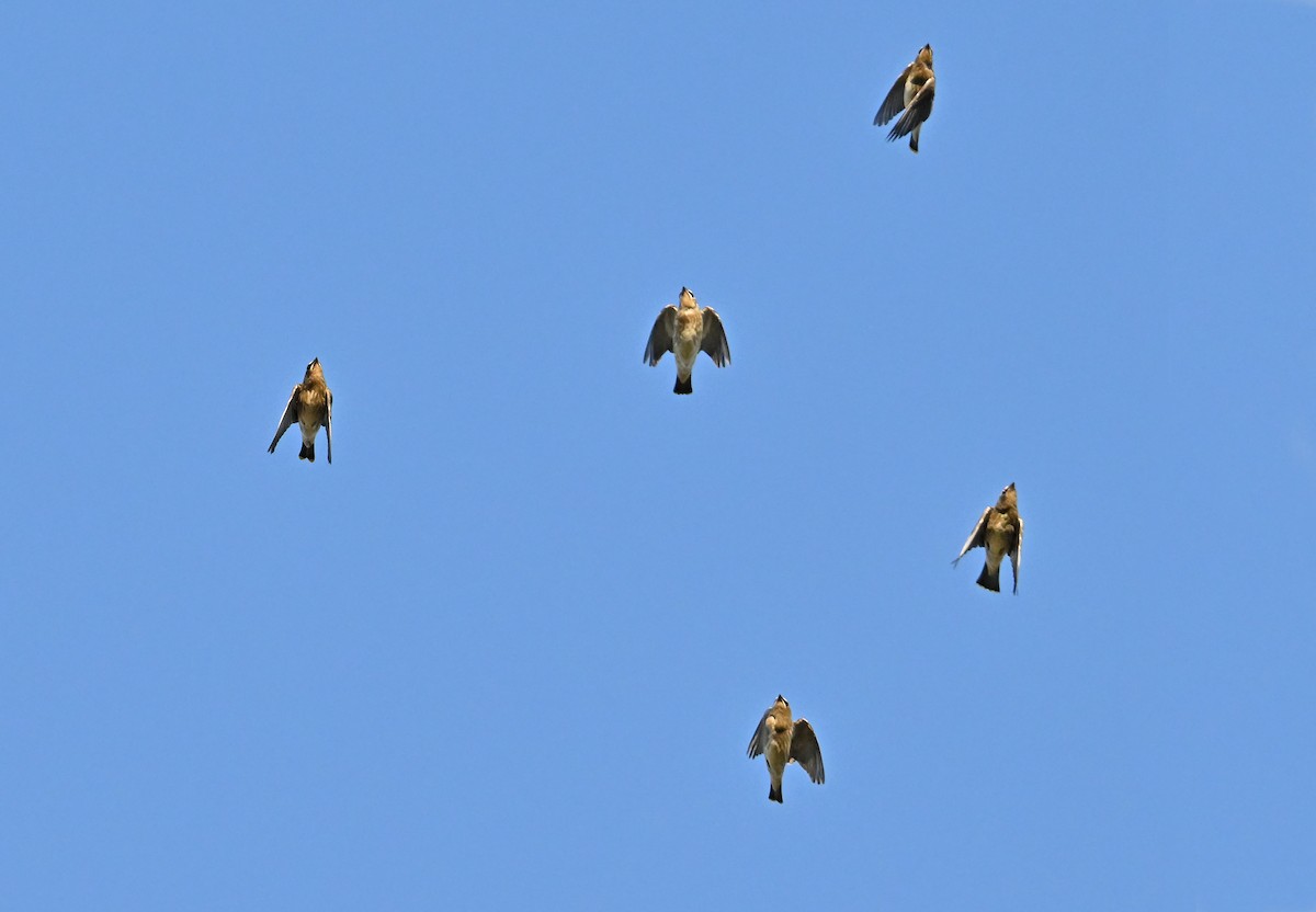 Cedar Waxwing - ML643550468