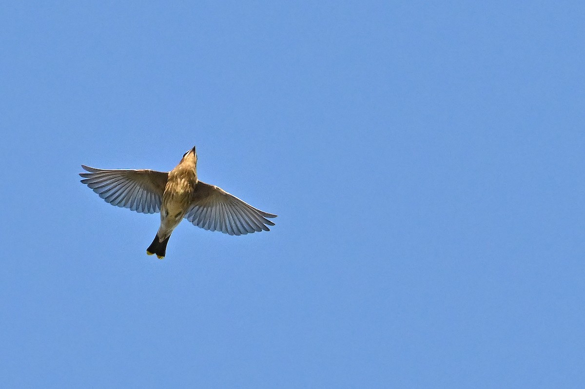 Cedar Waxwing - ML643550472