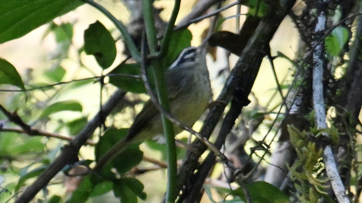 Yungas Warbler - ML643550494