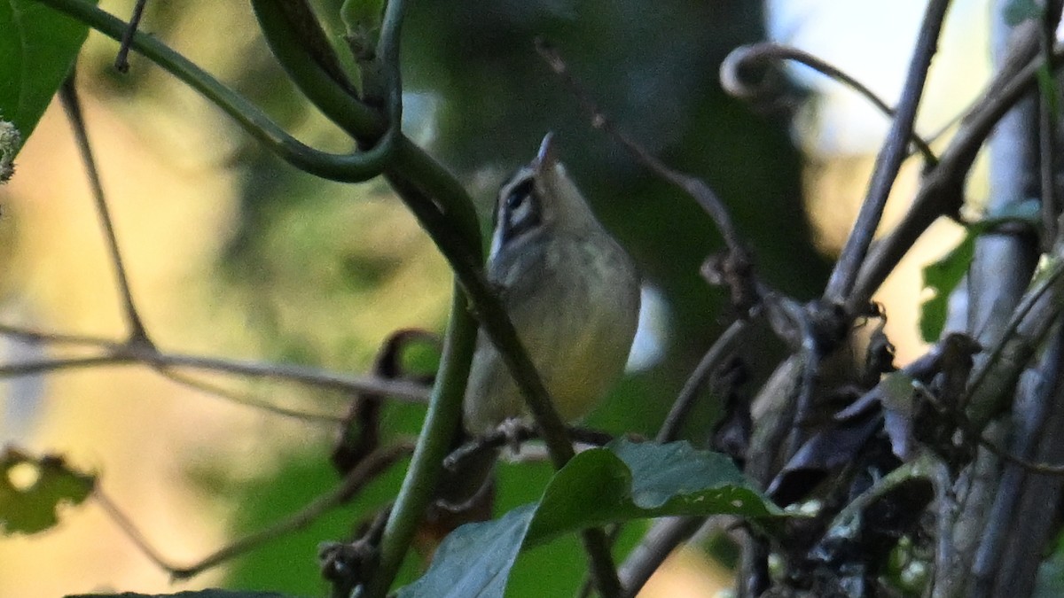 Yungas Warbler - ML643550495