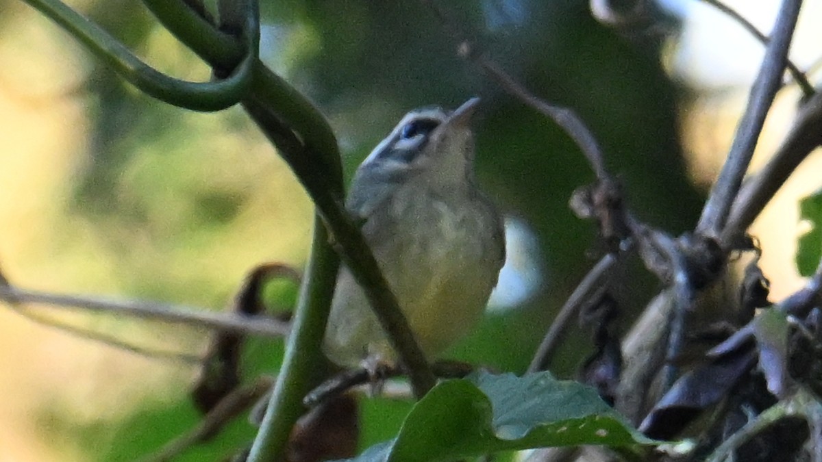 Yungas Warbler - ML643550505